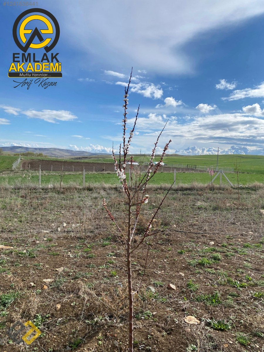 DİVANLI SATILIK BAĞ EVİ VE ARSASI - YOZGAT MERKEZ fotoğraf 6